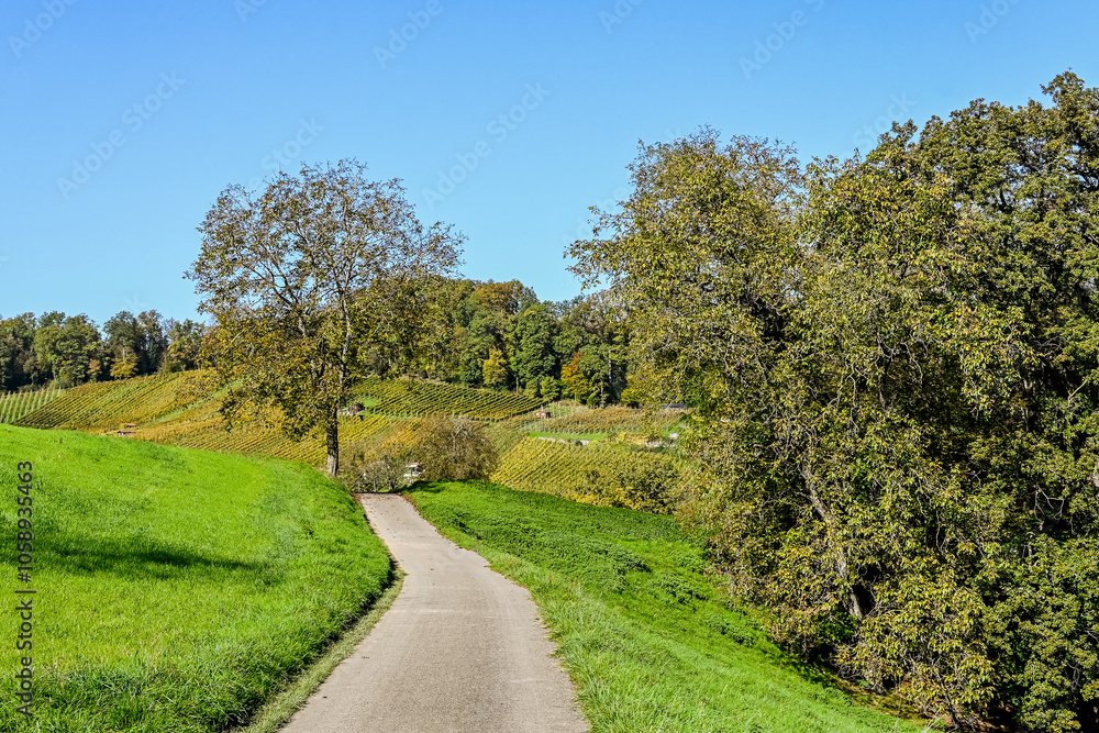 Aesch, Klus, Weinberge, Rebbergweg, Pfeffingen, Birseck, Baselland, Wanderweg, Landwirtschaft, Herbst, Herbstfarben, Schweiz, Nordwestschweiz Aesch, Klus, Weinberge, Rebbergweg, Pfeffingen, Birseck, Baselland, Wanderweg, Landwirtschaft, Herbst, Herbstfarben, Schweiz, Nordwestschweiz