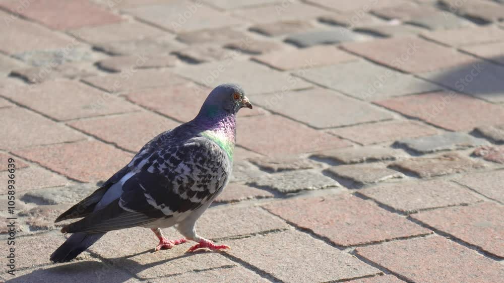 Colorful Pigeon Walking on Cobblestone Pavement in Urban Setting During Daylight. Pigeon with iridescent feathers strolls across textured cobblestone surface in city. Vibrant colors of its plumage