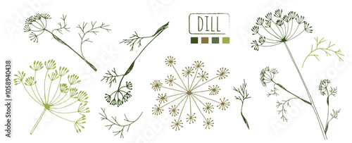 Silhouette of inflorescence and leaves of dill with a palette of natural organic colours. Twig of dill. Medicinal plant. Vitamin seasoning for cooking. Ingredient for receipt.
