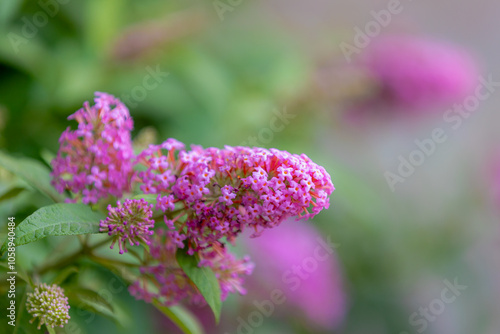 Selective focus of purple pink flower Summer lilac (Vlinderstruik) Buddleja davidii, Butterfly-bush or Orange eye is a species of flowering plant in the family Scrophulariaceae, Natural background. photo