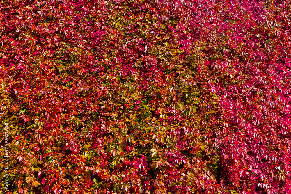 Colourful orange red leaves of Parthenocissus quinquefolia with sunlight, Virginia creeper is a species of flowering plant in the grape family Vitaceae, Nature autumn background, Leafs pattern texture Colourful orange red leaves of Parthenocissus quinquefolia with sunlight, Virginia creeper is a species of flowering plant in the grape family Vitaceae, Nature autumn background, Leafs pattern texture