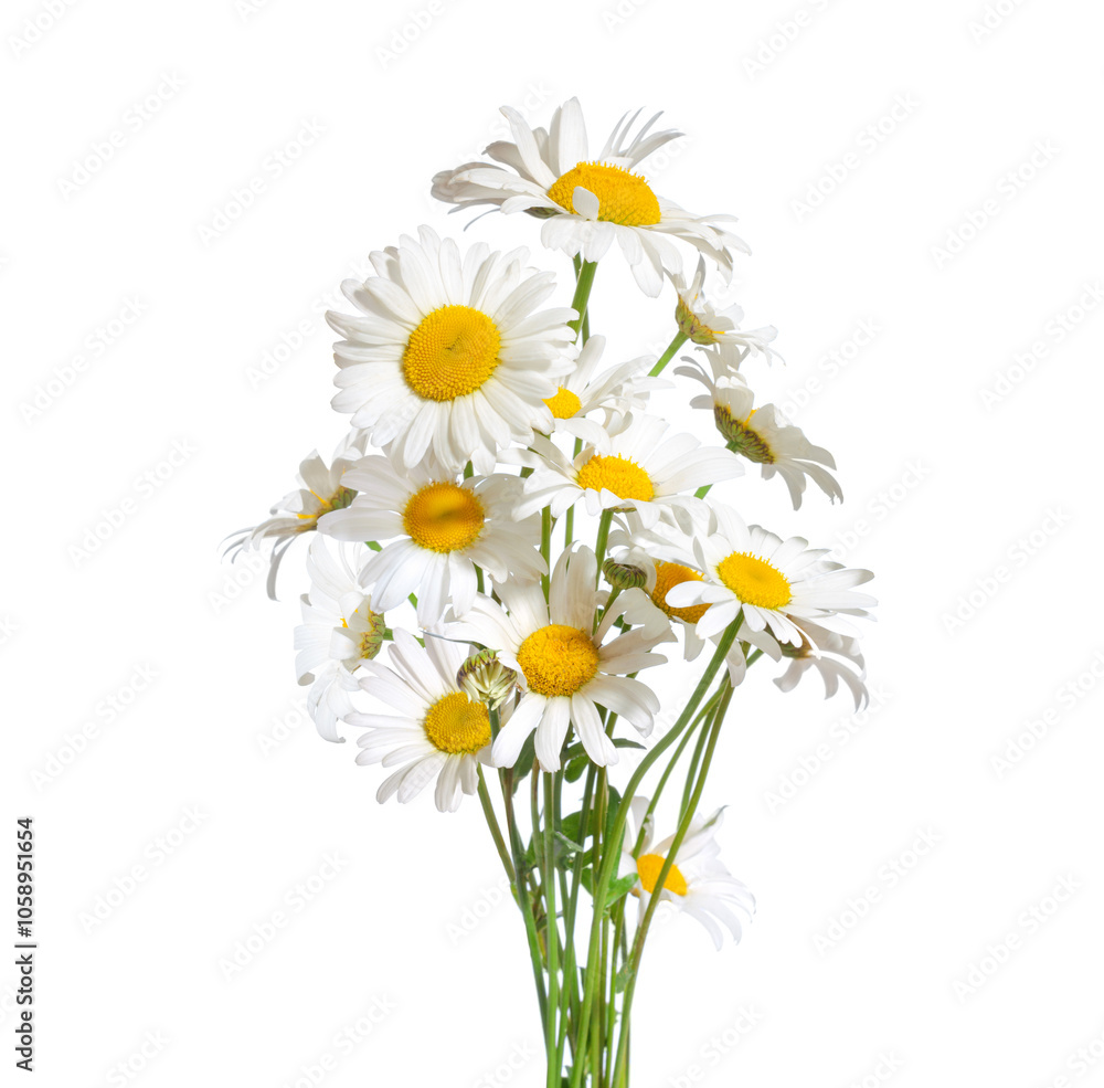 Bouquet of Chamomiles isolated on a white background. Ox-Eye Daisy. Selective focus