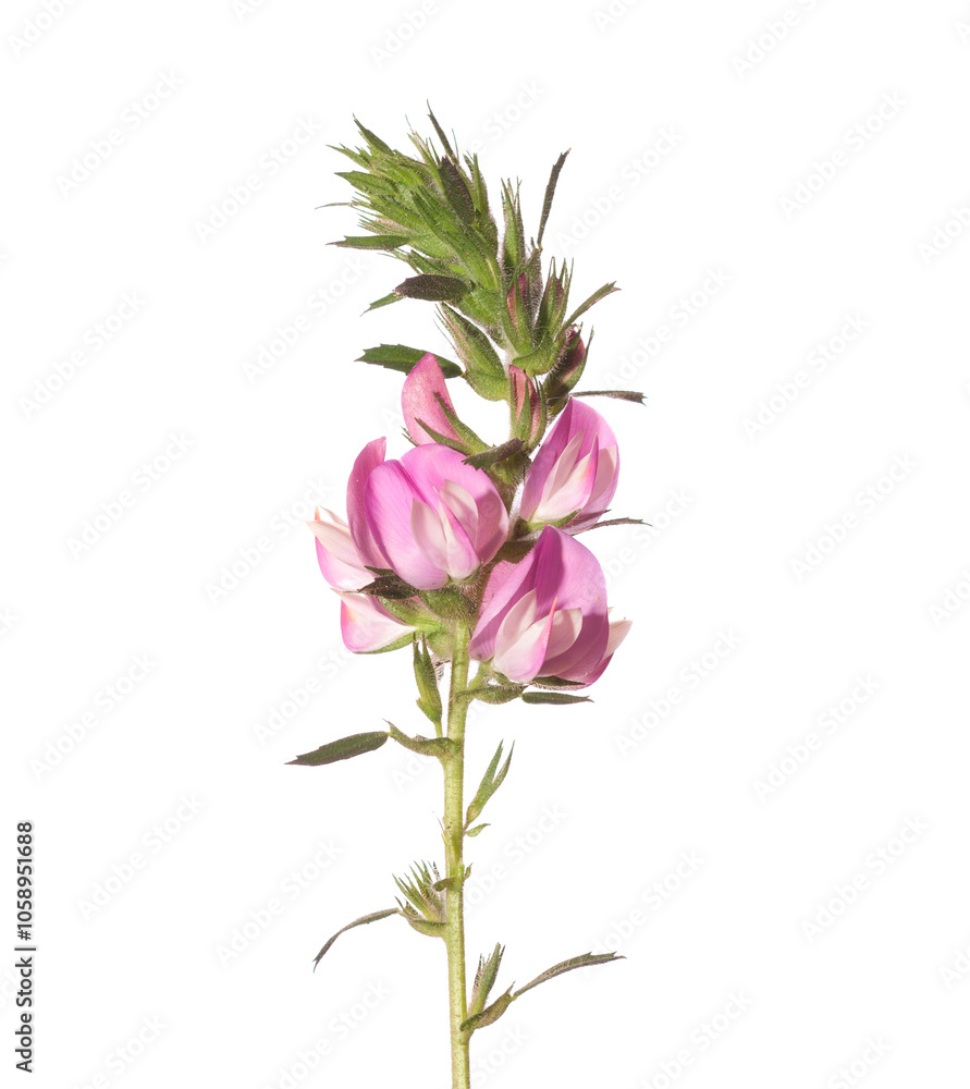Sprig of Ononis Arvensis with pink flowers isolated on white background. ( Field Restharrow)