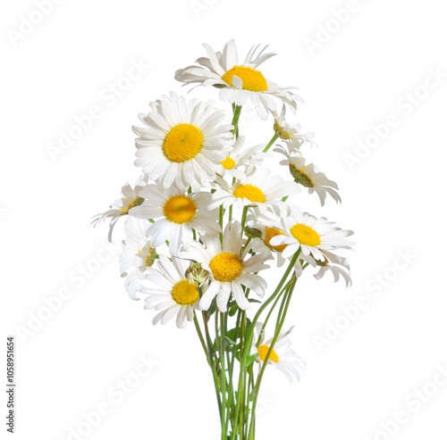 Obraz na płótnie Bouquet of Chamomiles isolated on a white background. Ox-Eye Daisy. Selective focus w salonie