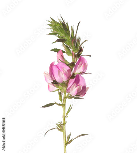 Sprig of Ononis Arvensis with pink flowers  isolated on white background. ( Field Restharrow) photo