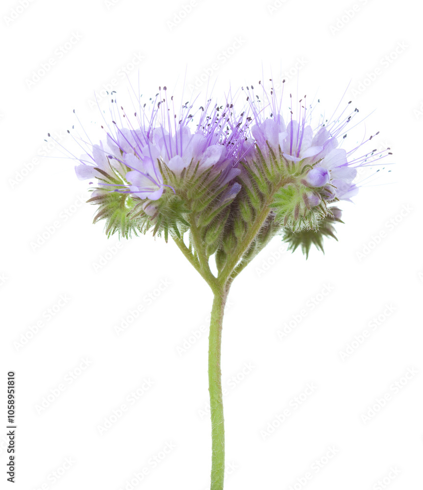 Light purple flower of Lacy Phacelia isolated on white background. Side view