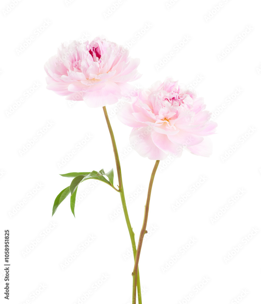 Two soft pink Peonies isolated on white background.