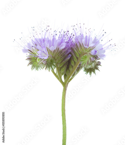 Obraz na płótnie Light purple flower of Lacy Phacelia isolated on white background. Side view w salonie