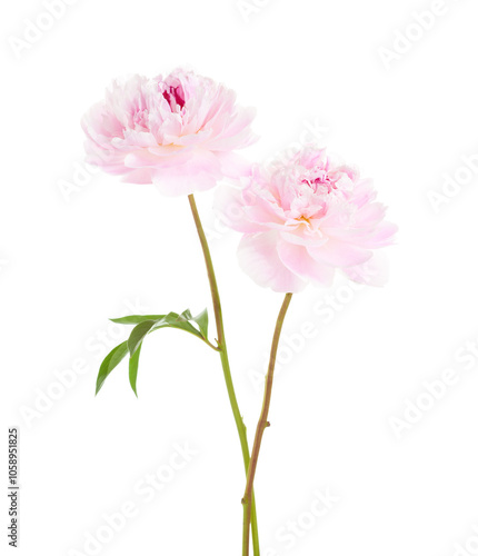 Obraz na płótnie Two soft pink Peonies isolated on white background. w salonie