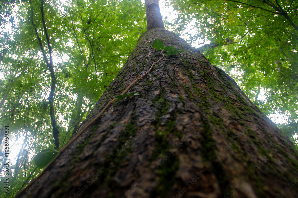 Naklejka premium Mossy Tree and Vine