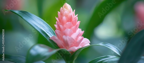 Beautiful Costus African Princess Costus Fissiligulatus Pink Flower With Green Leaves Background photo