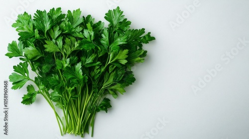 Green Parsley Bunch on a White Background