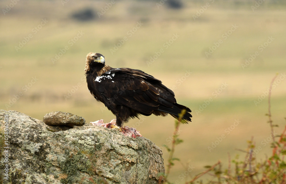 Fototapeta premium agila imperial sobre una roca en el campo