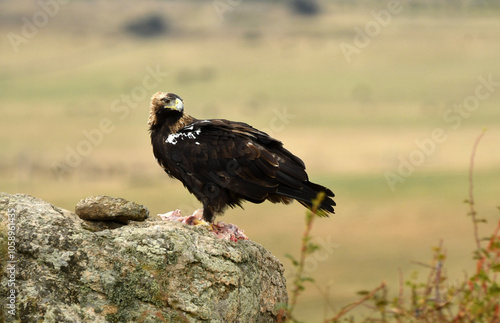 agila imperial sobre una roca en el campo photo