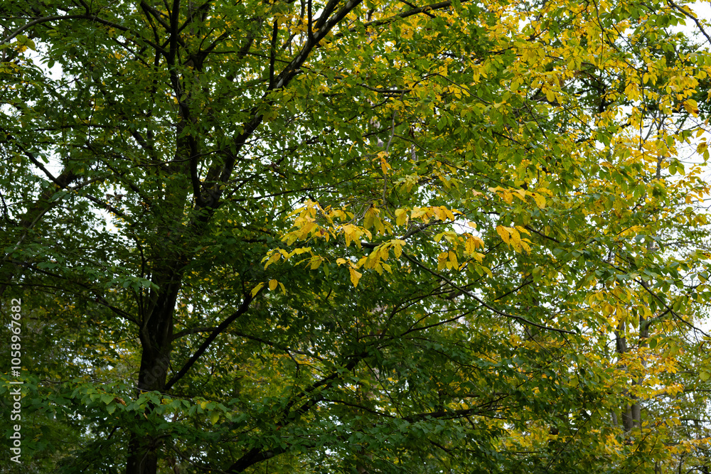 yellow autumn leaves on a tree in the forest yellow autumn leaves on a tree in the forest