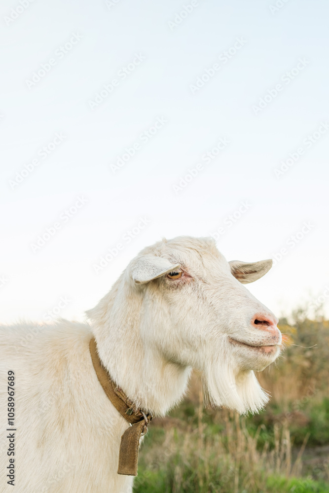 The white goat stands calmly in a lush green environment, displaying its soft fur and relaxed demeanor while enjoying the warm sunshine in the countryside. The white goat stands calmly in a lush green environment, displaying its soft fur and relaxed demeanor while enjoying the warm sunshine in the countryside.