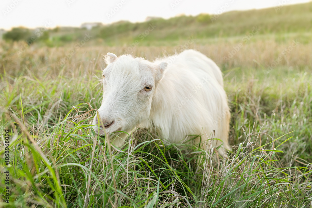 Fototapeta premium A young white calf munches on fresh grass in a verdant field. The warm sunlight casts a gentle glow on the peaceful rural landscape, creating a serene atmosphere.