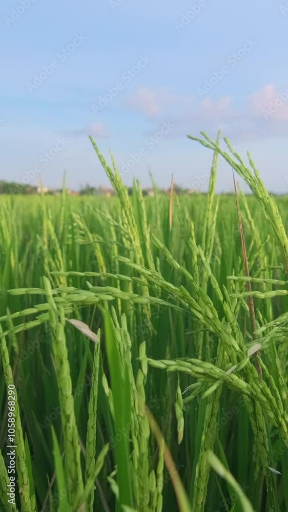 Witness the beauty of vibrant rice plants gently swaying in the wind, set against a serene sky. This peaceful moment showcases nature's tranquility and agricultural life. Witness the beauty of vibrant rice plants gently swaying in the wind, set against a serene sky. This peaceful moment showcases nature's tranquility and agricultural life.