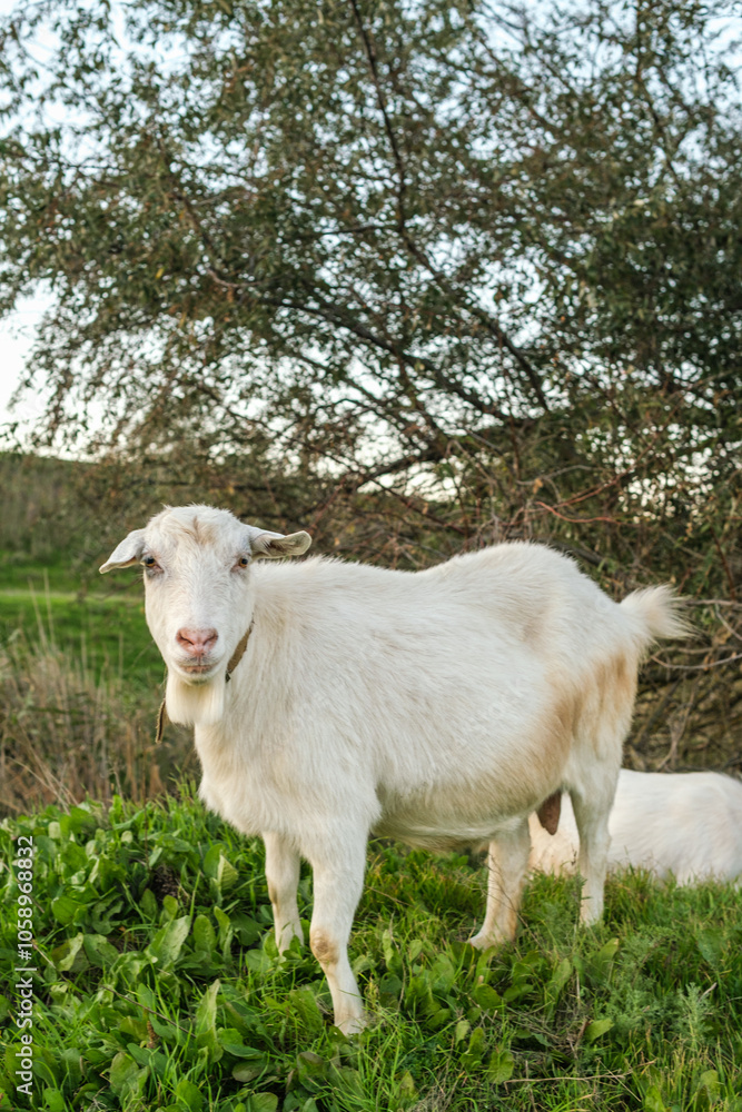 Obraz premium A white goat grazes in a lush green field, surrounded by plants and trees, as the sun sets in the background, casting a warm glow on the peaceful landscape.
