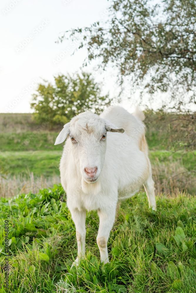 A white goat stands on vibrant green grass, enjoying its surroundings in a serene countryside field. The sunlight highlights the animal against a backdrop of trees. A white goat stands on vibrant green grass, enjoying its surroundings in a serene countryside field. The sunlight highlights the animal against a backdrop of trees.