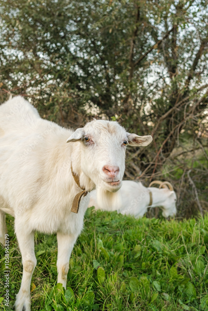Fototapeta premium Two white goats are grazing in a green field during sunset. The warm light shines through the trees, creating a peaceful rural atmosphere.