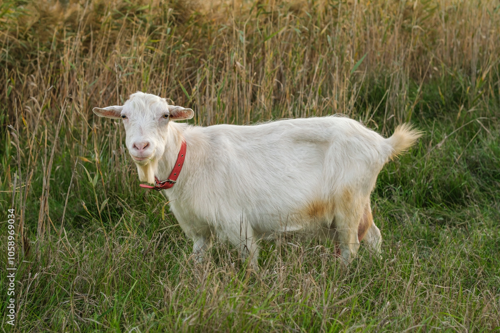 Naklejka premium A white goat with a red collar wanders through tall grass on a farm, its curious gaze directed towards the camera as the sun sets, creating a warm atmosphere.