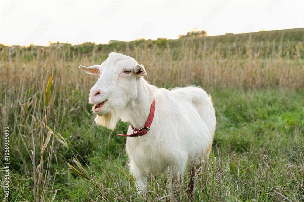A white goat grazes contentedly in a grassy field, basking in the warm sunlight of an autumn afternoon, showcasing a calm and lively demeanor. A white goat grazes contentedly in a grassy field, basking in the warm sunlight of an autumn afternoon, showcasing a calm and lively demeanor.