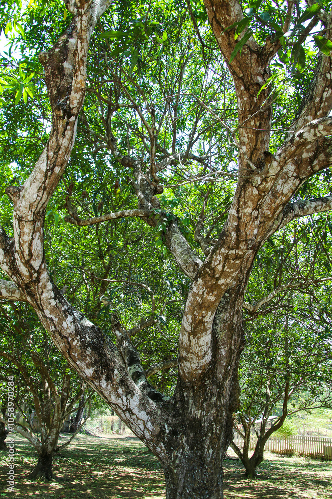 Fototapeta premium Shady trees and green leaves under the blue sky