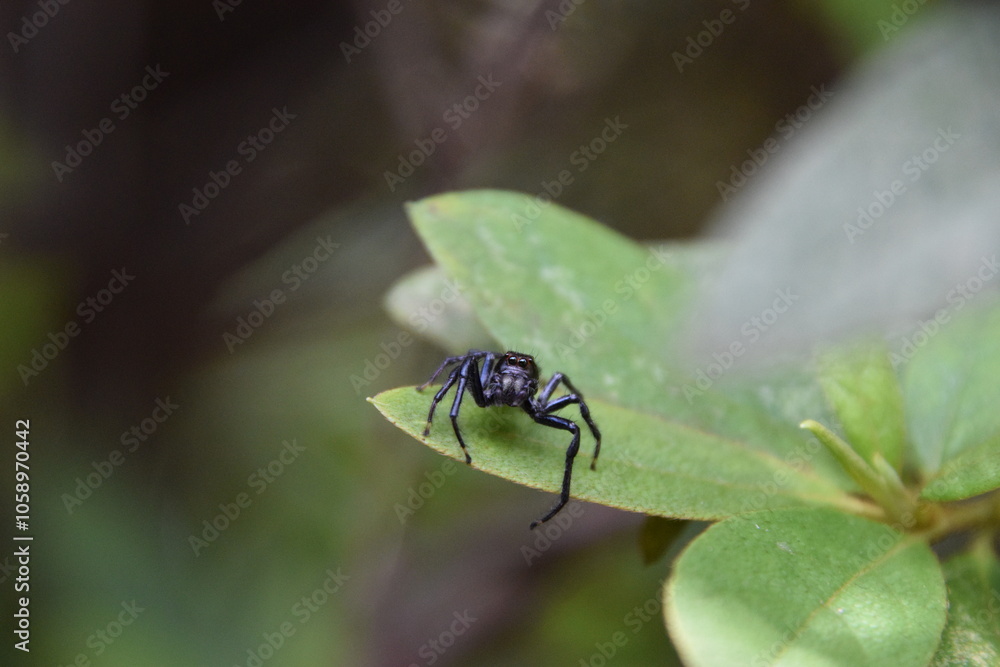 tiny black jumping spider with green leaves background tiny black jumping spider with green leaves background