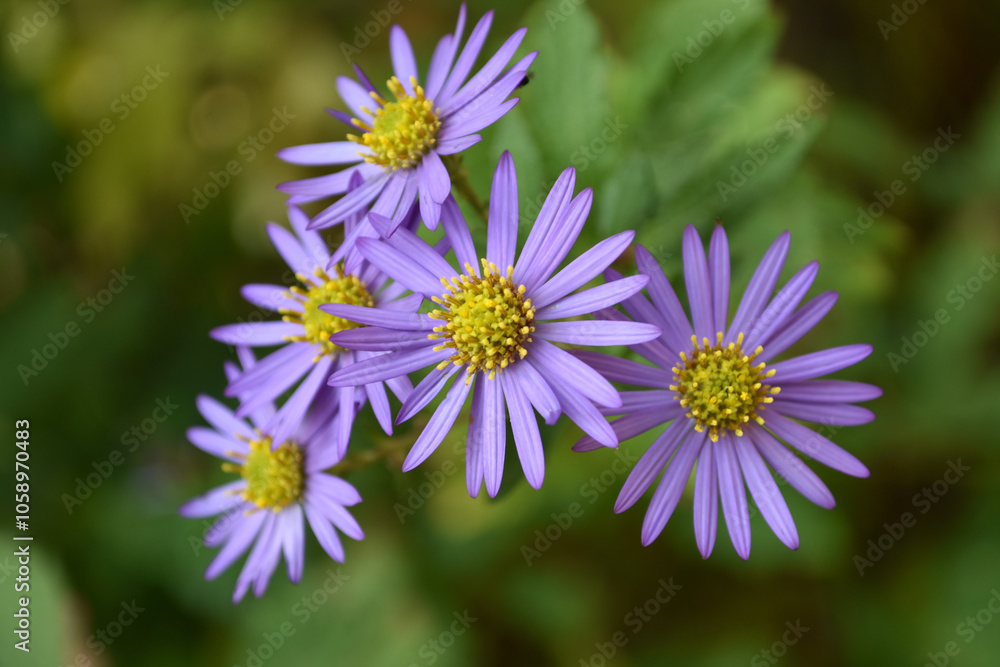 Fototapeta premium ノコンギク