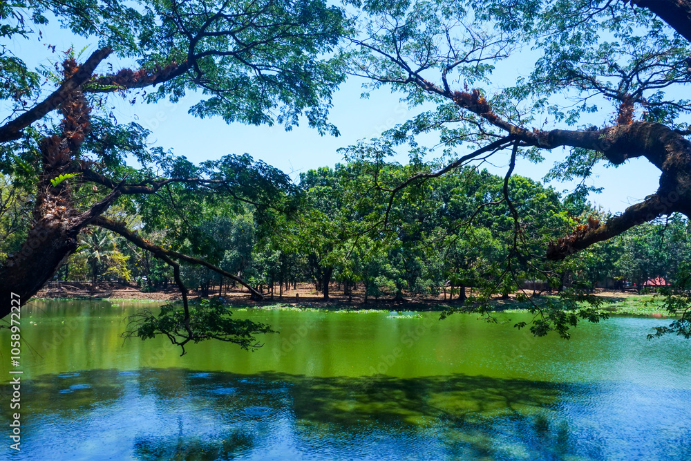 Photo view of tree branches over the lake on a sunny morning Photo view of tree branches over the lake on a sunny morning