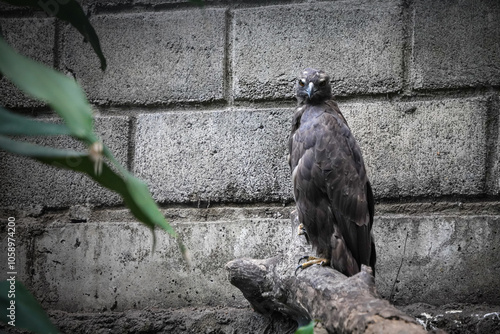 Close up photo of Crested Hawk Eagle or Changeable hawk-eagle (Nisaetus cirrhatus). Concept for World Animal Day