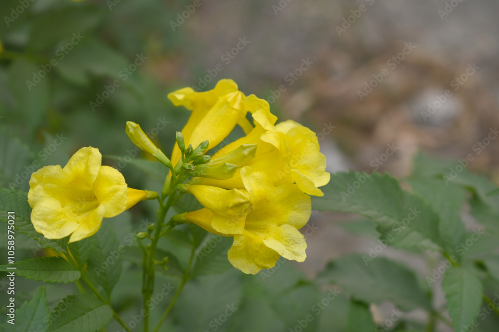 Fototapeta premium Yellow trumpetbush (Tecoma stans) Called Yellow bell or Yellow Elder Flower, trumpet flower, Beautiful bunch of yellow flowers closeup with green leaves Background, tecoma stans