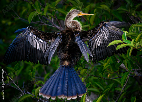 Anhinga photo