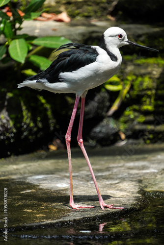 The pied stilt (Himantopus leucocephalus) is a waterbird and feeds in shallow water, also known as the white-headed stilt, is a shorebird in the family Recurvirostridae. Concept for world animal day photo