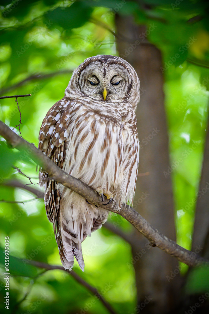 Fototapeta premium Barred Owl