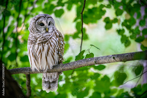 Barred Owl