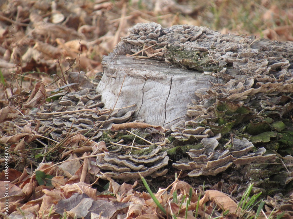 stump in the forest