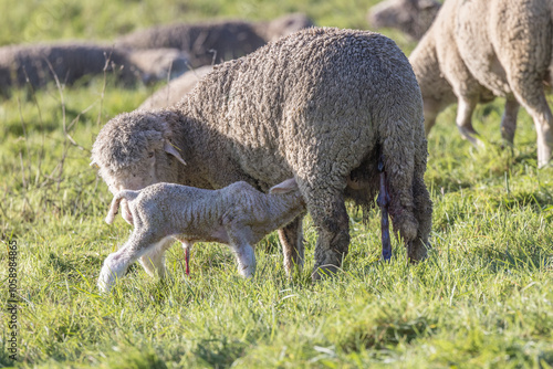 a lamb suckles its mother in a meadow