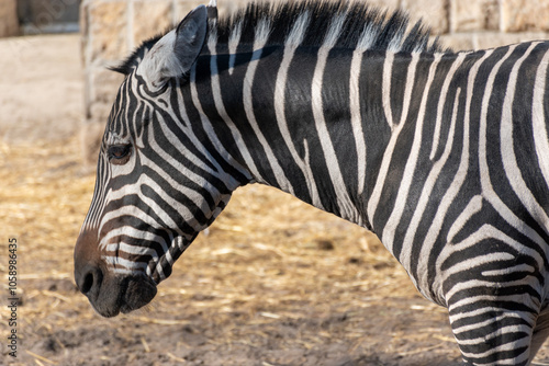 zebra in zoo photo