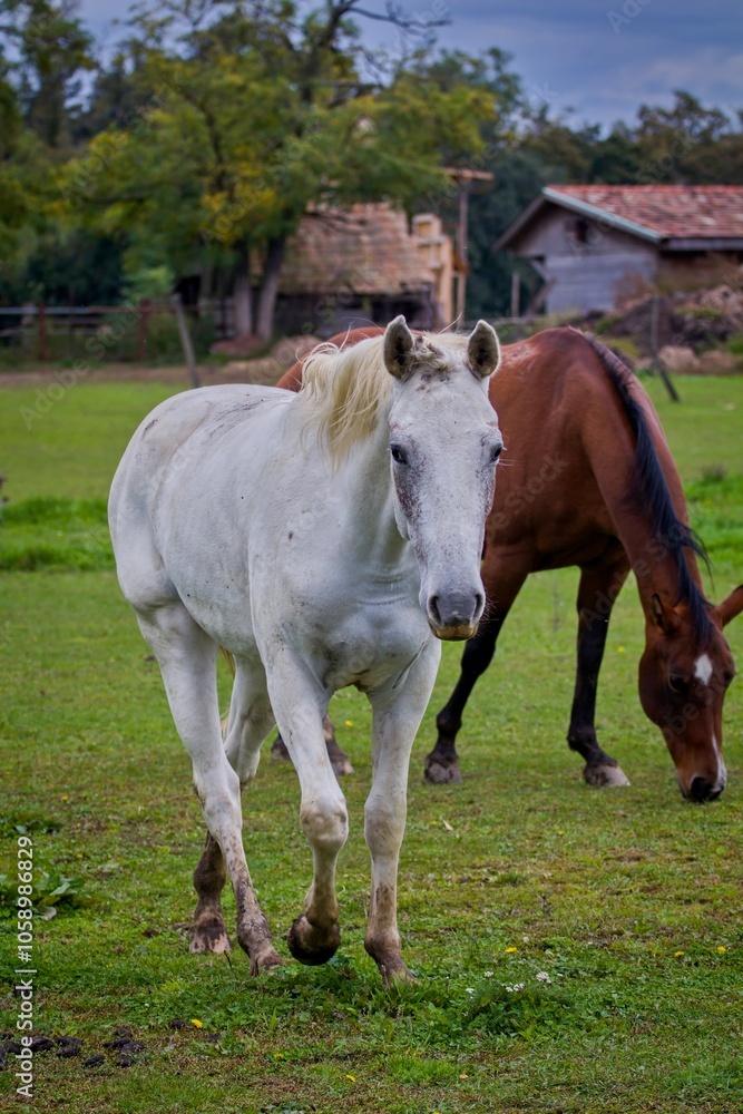 Fototapeta premium Horses in pens at a ranch