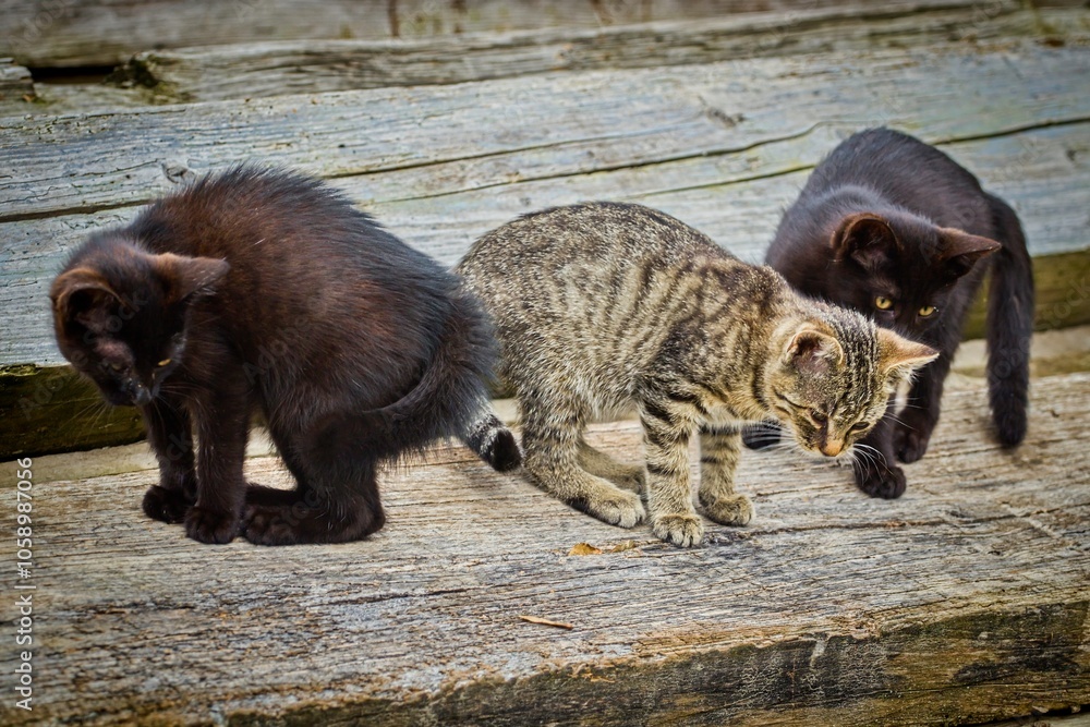 Fototapeta premium Three kittens sitting on a wooden bench
