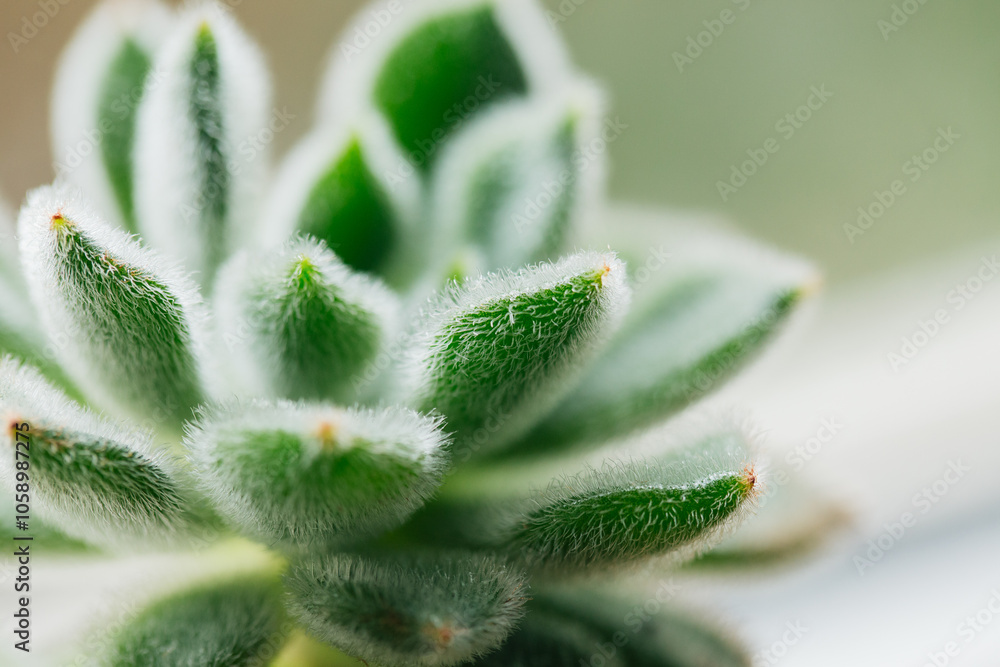 custom made wallpaper toronto digitalClose-Up of an Echeveria Setosa, showing the little white hairs on the succulent leaves.