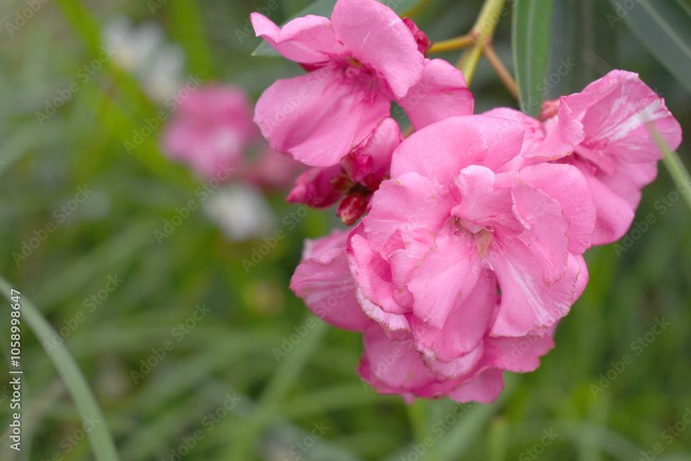 Nerium oleander in bloom, Pink siplicity bunch of flowers and green leaves on branches, Nerium Oleander shrub Pink flowers, ornamental shrub branches in daylight, bunch of flowers closeup Nerium oleander in bloom, Pink siplicity bunch of flowers and green leaves on branches, Nerium Oleander shrub Pink flowers, ornamental shrub branches in daylight, bunch of flowers closeup