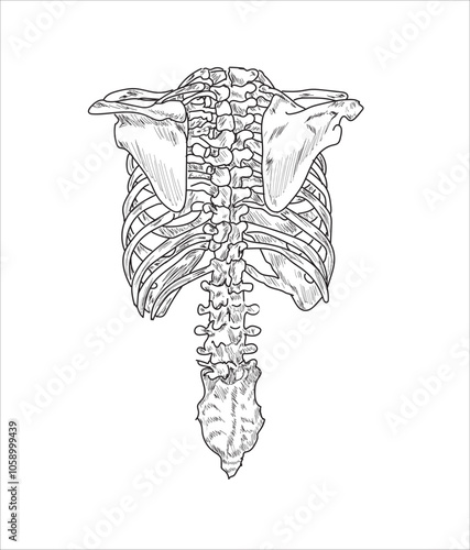 Human skeletal system. Joints and body parts bone icons sketch hand drawing vector illustration. Skull