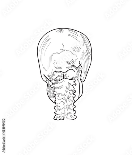 Human skeletal system. Joints and body parts bone icons sketch hand drawing vector illustration. Skull