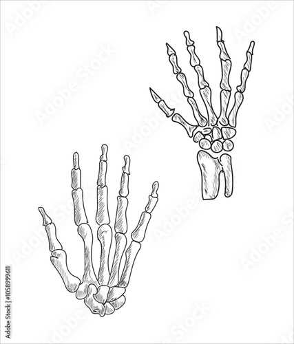 Human skeletal system. Joints and body parts bone icons sketch hand drawing vector illustration. Skull