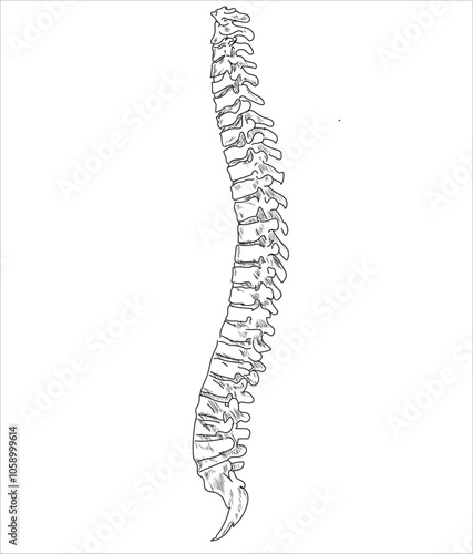 Human skeletal system. Joints and body parts bone icons sketch hand drawing vector illustration. Skull