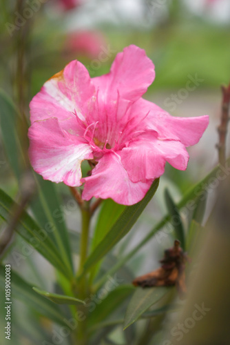 Nerium oleander in bloom, Pink siplicity bunch of flowers and green leaves on branches, Nerium Oleander shrub Pink flowers, ornamental shrub branches in daylight, bunch of flowers closeup