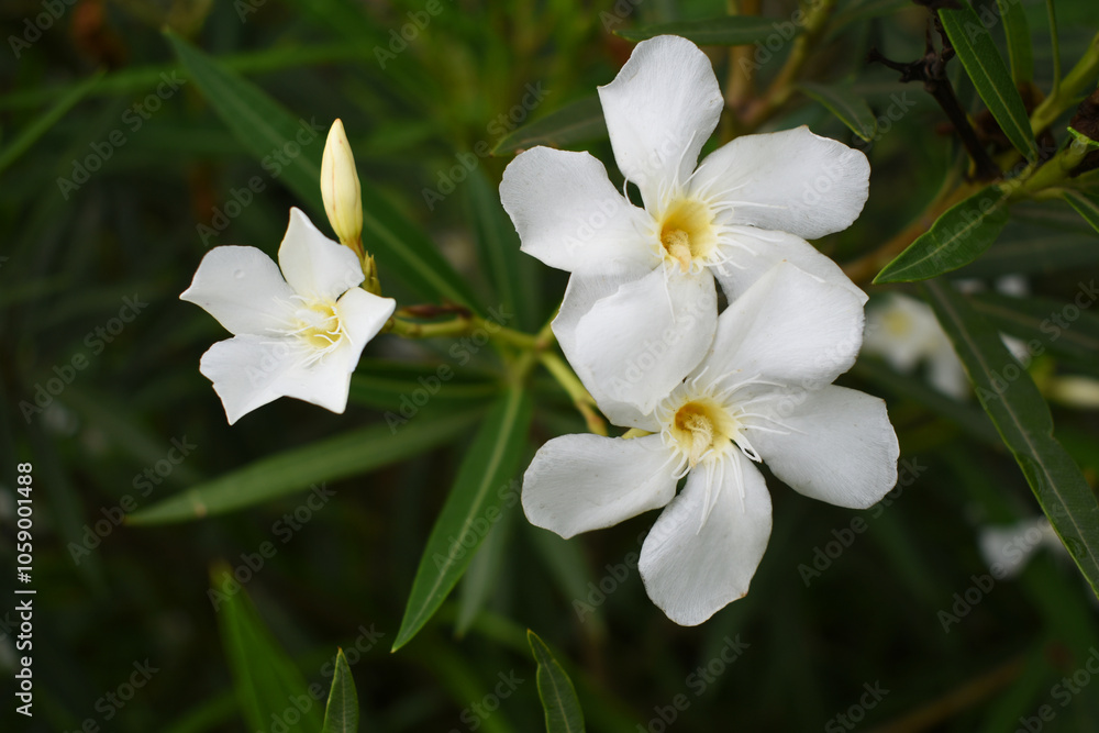 Obraz premium Nerium oleander in bloom, White siplicity bunch of flowers and green leaves on branches, Nerium Oleander shrub white flowers, ornamental shrub branches in daylight, bunch of flowers closeup